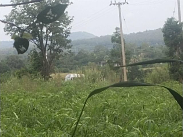 ขายที่ดิน(ภบท5) 1647-ไร่ไร่ละ85000-อ.สีคิ้ว จ.นครราชสีมา.เหมาะทำฟาร์มเลี้ยงสัตว์/ไร่/สวนผสม/ใก้ลถนนมิตรภาพ