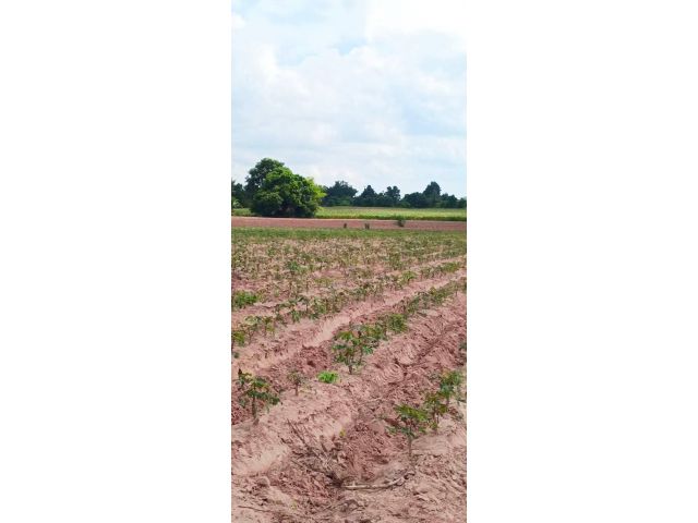 ขายที่ดินติดถนนเลียบมอเตอร์เวย์บางปะนครราชสีมา  อำเภอเมืองนครราชสีมา  โฉนดครุฑแดง 13ไร่ 12 ตร.ว​