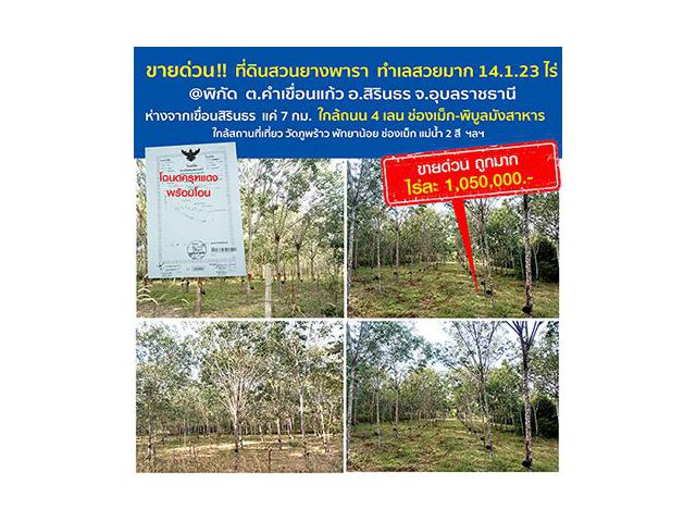 ขายที่ดิน สวนยางพารา 14 ไร่ 1 งาน 23 ตารางวา ***น้ำ ไม่ท่วม ปลอดภัยจากแผ่นดินไหว*** สวยงามมาก ต.คำเขื่อนแก้ว อ.สิรินธร จ