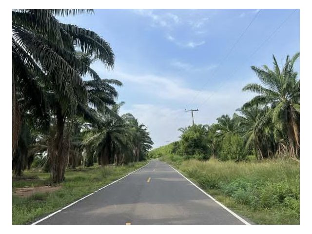 ขายที่ดินพร้อมสวนปาล์ม 55 ไร่ ต.ท่ากระดาน อ.สนามชัยเขต จ.ฉะเชิงเทรา