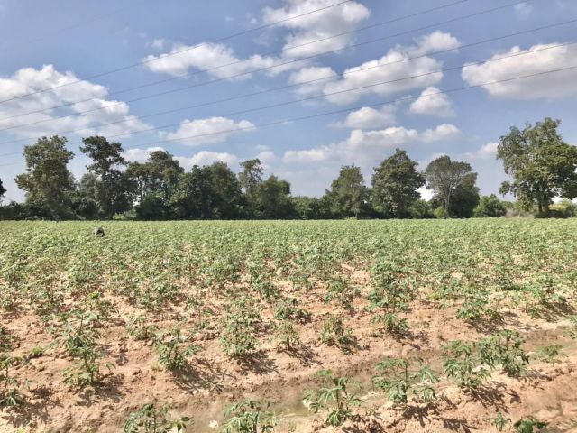 ที่ดิน ต.หนองไข่น้ำ อ.เมืองนครราชสีมา โตราช 38-3-77 ไร่ ๆ ละ 450,000 บาท