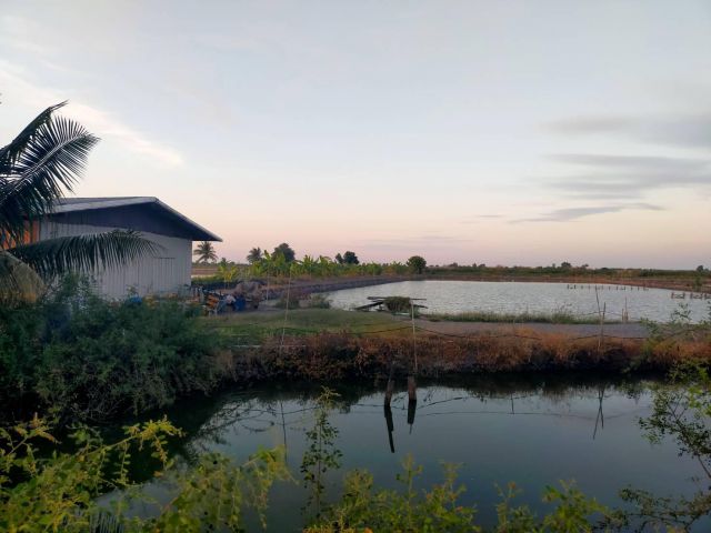 ให้เช่าบ่อเลี้ยงกุ้ง10ไร่+บ้านพัก ไร่ละ5000-/ปี ต.บางเลน อ.สองพี่น้อง จ.สุพรรฯค่านายหน้า30000.บ่อพร้อมเลี้ยง