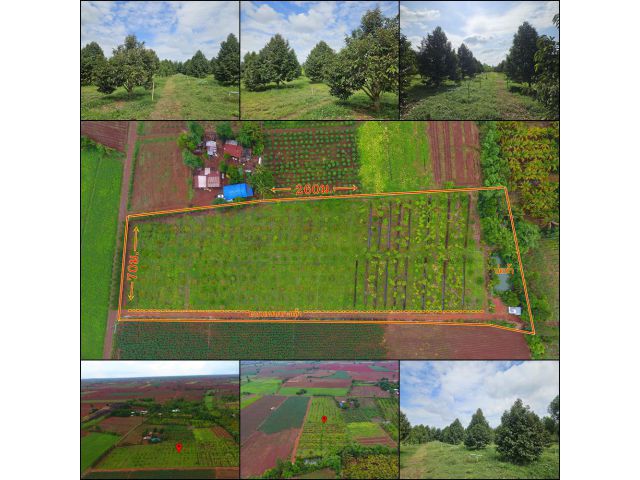 ขายที่ดินพร้อมสวนทุเรียน 10 ไร่ พร้อมผลผลิต7ปี อ.ครบุรี จ.นครราชสีมา