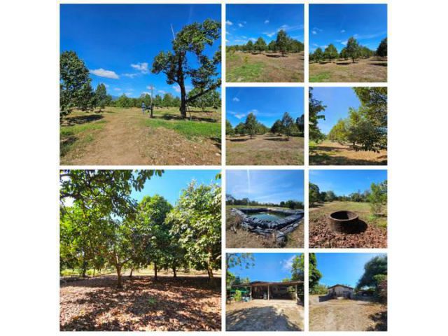 ขายสวนผลไม้ อำเภอขลุง จันทบุรี พร้อมให้ผลผลิต