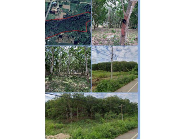 #ที่ดินสวนยาง จ.ประจวบคีรีขันธ์ ทำเงินได้ทันที ใกล้เมือง หายากมาก โอกาสแบบนี้ ไม่รอใคร