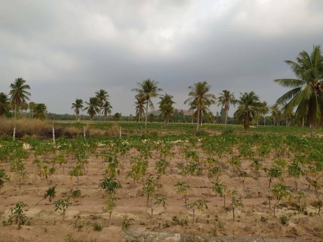 L1274 ขายที่ดินใกล้ตลาดจีนชากแง้ว 6 ไร่ บางละมุง ชลบุรี