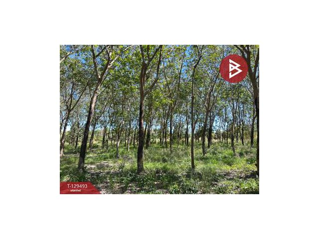 ขายด่วนที่ดินพร้อมสวนยาง เนื้อที่ 13 ไร่ 1 งาน 73 ตารางวา ต.แกลง ระยอง สวย