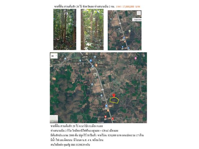 ขายที่ดิน สวนต้นสัก 20 ไร่ ต.นาโป่ง อ.เมือง จ.เลย