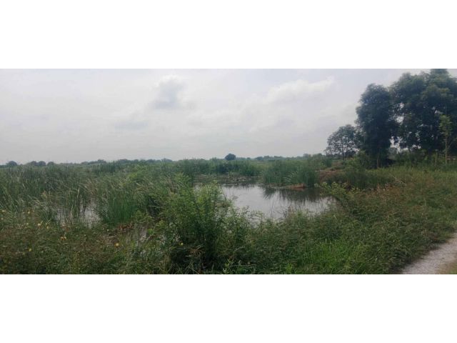 L1278 ขายที่ดินใกล้อบต.โคกขี้หนอน 4 ไร่ พานทอง ชลบุรี