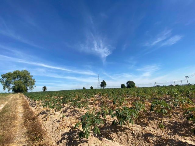 L1282 ขายที่ดินสวยทำเลดี 12 ไร่ บ่อวิน ศรีราชา ชลบุรี