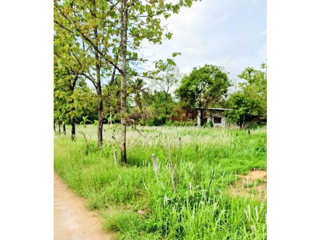 ที่ดินสำหรับอยู่อาศัย ใกล้สิ่งอำนวยความสะดวก อ.น้ำปาด อุตรดิตถ์