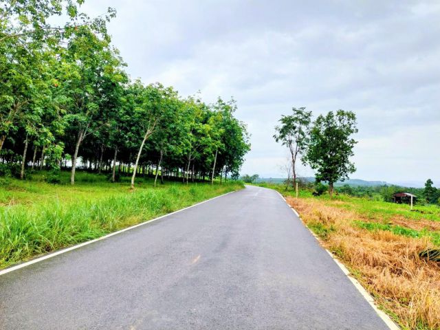 ที่ดินพร้อมสวนยางพารา ราคาถูก อ.เวียงสา น่าน