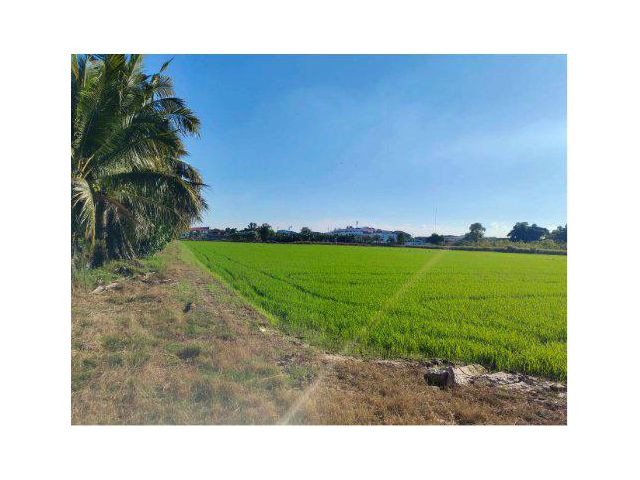 ขายที่ดิน 15 ไร่ ต.ท่าโพธิ์ อ.เมืองพิษณุโลก พิษณุโลก