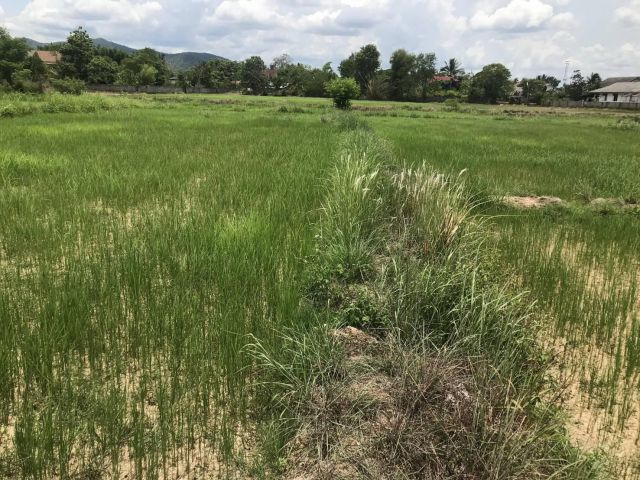 L1296 ขายที่ดินทำเลดี 10 ไร่ จุน พะเยา