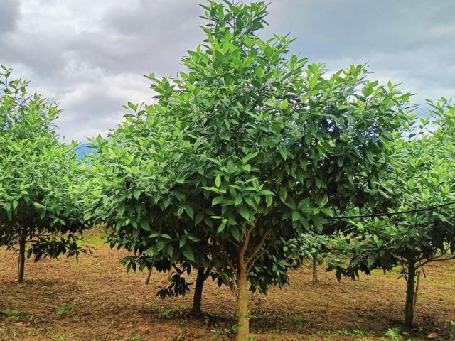 ขายที่ดินสวนไม้ล้อมแปลงสวย 22 ไร่  ต.ภูกระดึง อ.ภูกระดึง จ.เลย ใกล้อุทยานแห่งชาติภูกระดึง