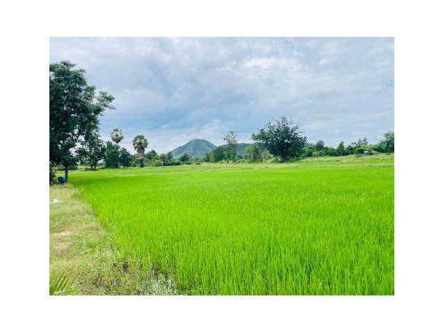 ขายที่ดิน 40 ไร่ ต.วังไคร้ อ.ท่ายาง จ.เพชรบุรี