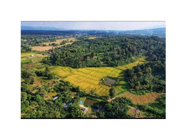 ขายที่ดิน 11 ไร่ ภูเขาล้อมรอบ ต.สันป่ายาง อ.แม่แตง จ.เชียงใหม่