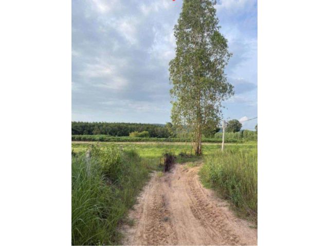 ขายที่ดิน 25 ไร่ ต.ปางกู่ อ.โนนสัง จ.หนองบัวลำภู