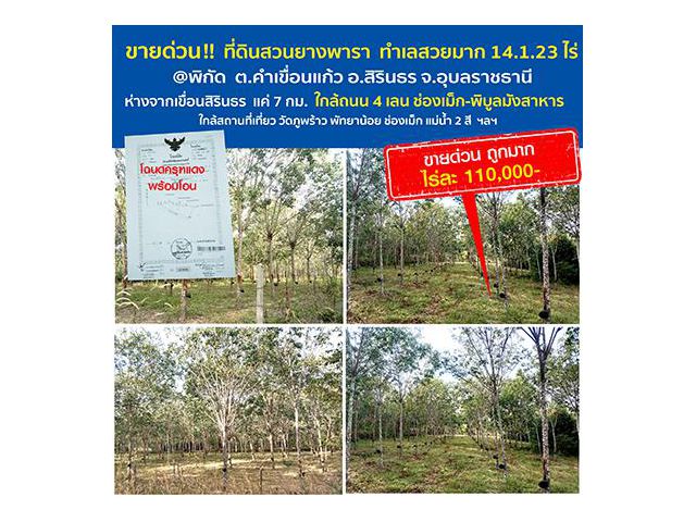 ขายที่ดิน สวนยางพารา 14 ไร่ 1 งาน 23 ตารางวา ***น้ำ ไม่ท่วม ปลอดภัยจากแผ่นดินไหว*** สวยงามมาก ต.คำเขื่อนแก้ว อ.สิรินธร จ