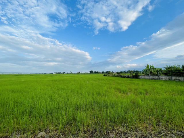 L1307 ขายที่ดินสวยทำเลดี 2 ไร่ หน้ากว้าง 92 เมตร แม่ใจ พะเยา