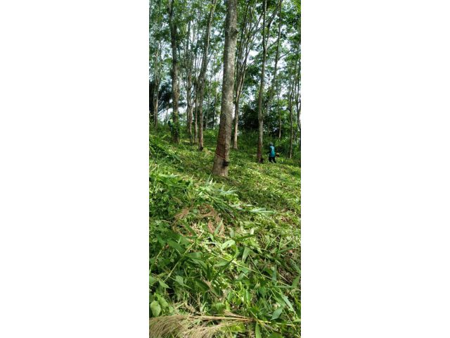 ขายสวนยางและทุเรียนพร้อมบ้าน25ไร่สมุดเกษตร