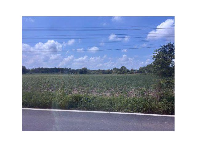 ขายที่ดิน 15 ไร่ ใกล้วัดแปลงเกตุศรีนิคม ต.หนองเหียง อ.พนัสนิคม จ.ชลบุรี