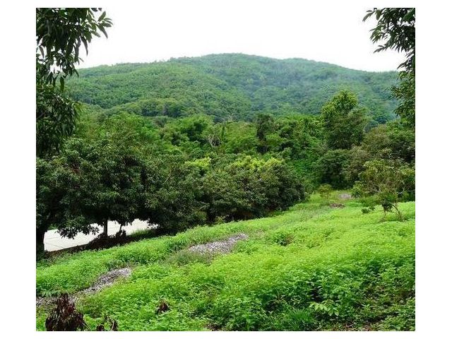 ที่เนินเขา ในชุมชน สวยๆ 2.5 ไร่ ใกล้ โลตัสแม่จัน น้ำ ไฟ ถนน พร้อม