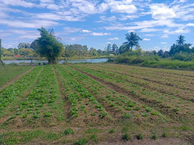 ที่ดินเปล่าขอนแก่น 212 ตารางวา หลังแปลงติดคลอง บรรยากาศโล่ง พร้อมโอน