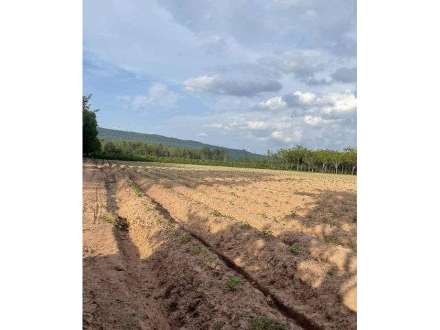 ขายที่ดิน 25 ไร่ ต.ปางกู่ อ.โนนสัง จ.หนองบัวลำภู