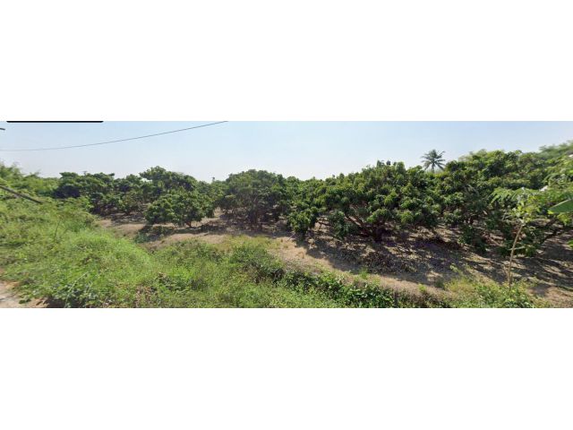 สวนลำใยบ้านกลางสันป่าตอง เชียงใหม่ 6-3-27 ไร่