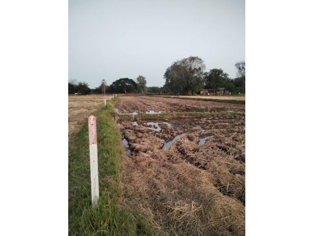 ขายที่นา 3 ไร่ ไร่ละ 1,400,000บาท