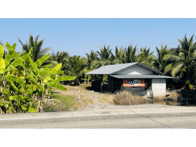 ขายสวนมะพร้าวน้ำหอม 5 ไร่ ติดถนนคอนกรีต ใกล้วัดท่ากระบือ กระทุ้มแบน