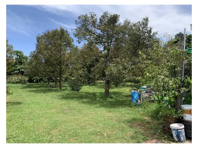 ขายที่ดิน บ้าน พร้อมเข้าอยู่ ขนาด 3ไร่3งาน10ตรว. หน้ากว้าง164