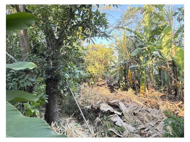 ขายที่ดินซอยไทรม้า ติดริมคลองประดู่ 102.50 ตรว.หน้ากว้าง15เมตร ลึก25เมตร อ.เมือง จ.นนทบุรี บางรักน้อย 18 รหัส 202603