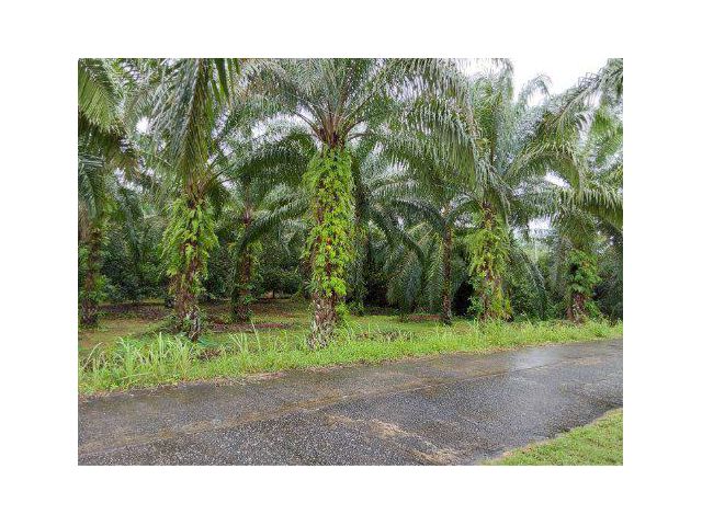 ขายที่ดิน 4 ไร่ ใกล้โรงรียนบ้านสะพานเสือ ต.เหมาะ อ.ปะกง จ.พังงา