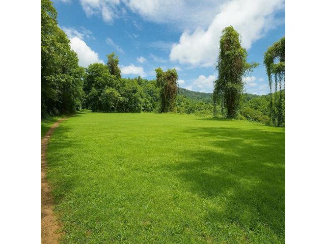 ที่ดินลานกางเต๊นท์วิวหลักล้านในงบหลักแสน ห้วยแก้ว แม่ออน