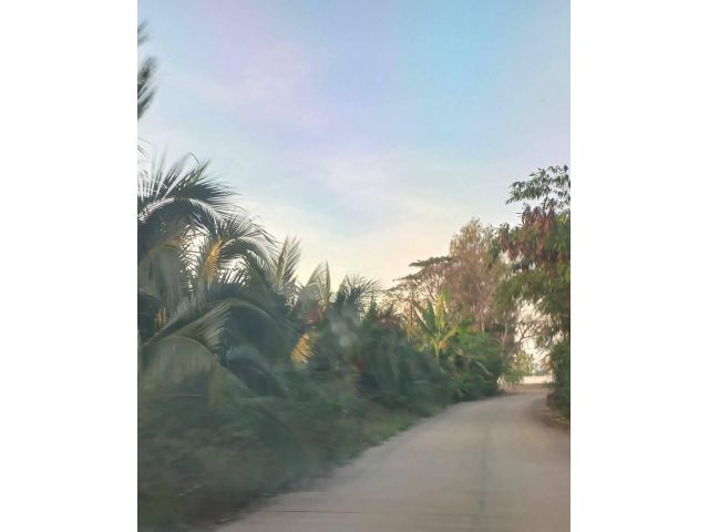 L1328 ขายสวนมะพร้าวน้ำหอม 10 ไร่ บ้านแพ้ว สมุทรสาคร