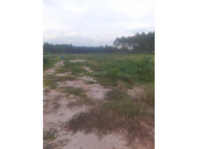 L1329 ขายที่ดิน 2 ไร่ เกาะจันทร์ ชลบุรี