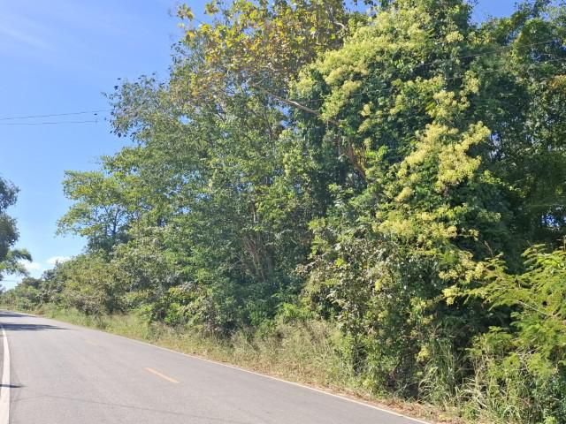 ที่ดิน สวนป่า ติดถนนลาดยาง  โฉนด