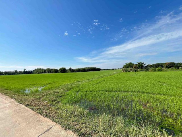 ขายที่ดินหนองบัว 11 ไร่ ดอนสีนนท์ซอย2 ใกล้ถนนเส้น3304-1กม. อ.บ้านโพธิ์ ฉะเชิงเทรา