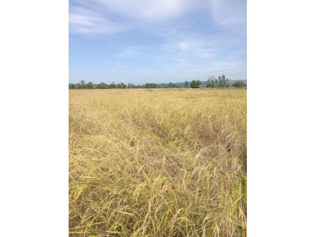 ขายที่ดินเปล่า