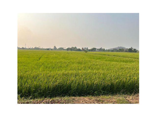 ขายที่ดิน 25 ไร่ ถนน 113 ต.ดงป่าคำ อ.เมืองพิจิตร จ.พิจิตร