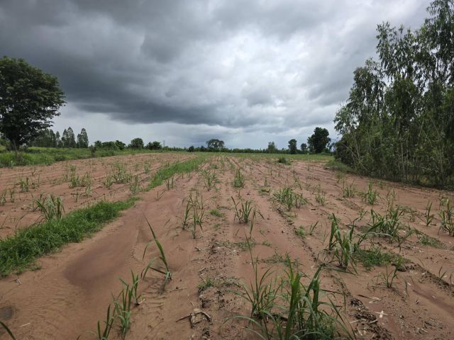 ที่ดิน 10 ไร่ ติดถนน ต.บ้านโสก อ.คอนสวรรค์ จ.ชัยภูมิ