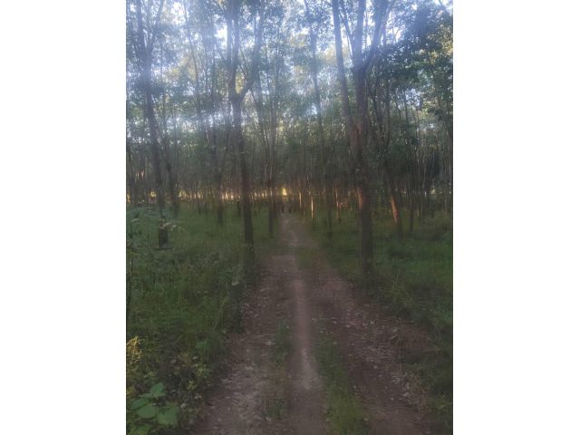 ด่วนที่สุด ขายสวนยางที่สวยสมบูรณ์มาก จำนวน  50 ไร่