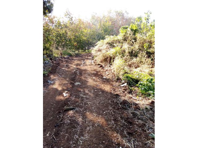 ขายที่ดินโฉนดพร้อมโอน 50 ไร่ อ.ปากชม จ.เลย