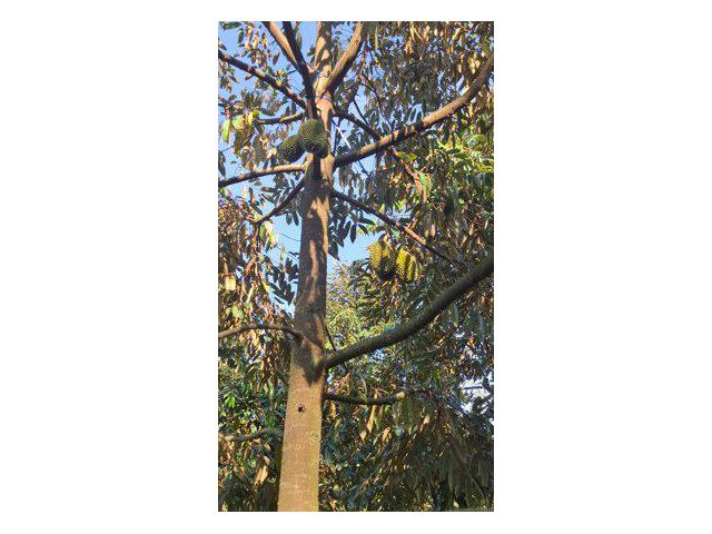 ขายสวนทุเรียน 3 ไร่ ติดถนน 4 เลน ต.แสลง อ.เมืองจันทบุรี จ.จันทบุรี