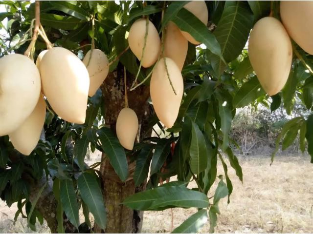 ขายสวนมะม่วงน้ำดอกไม้ | เยื้องๆวัดดงมูลเหล็ก เขตเมืองเพชรบูรณ์ 3ไร่ Vายยกแปลง 1,390,000 บาท