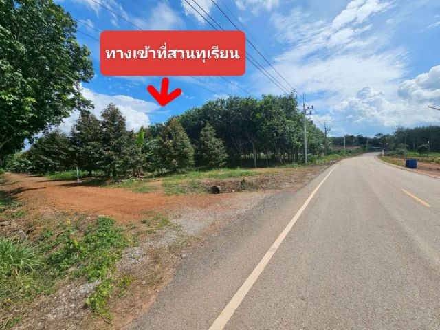 ขายสวนทุเรียนหมอนทอง จ.ระยอง ต้นสวยสมบูรณ์