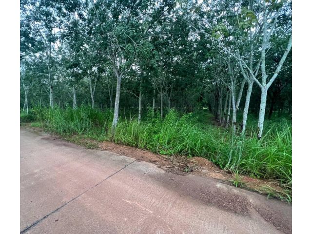 ขายที่ดินพร้อมสวนยาง เนื้อที่ 5ไร่1งาน15ตารางวา หน้ากว้างติดคอนกรีต 42 เมตร ไฟฟ้าน้ำประปาพร้อม   อายุยางประมาน10-12 ปี
