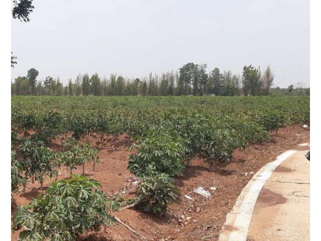 ขายที่ดินกรอกสมบูรณ์ 19 ไร่ ใกล้ถนนสี่เลนสระแก้ว-เขาหินซ้อน359-250เมตร อ.ศรีมหาโพธิ ปราจีนบุรี